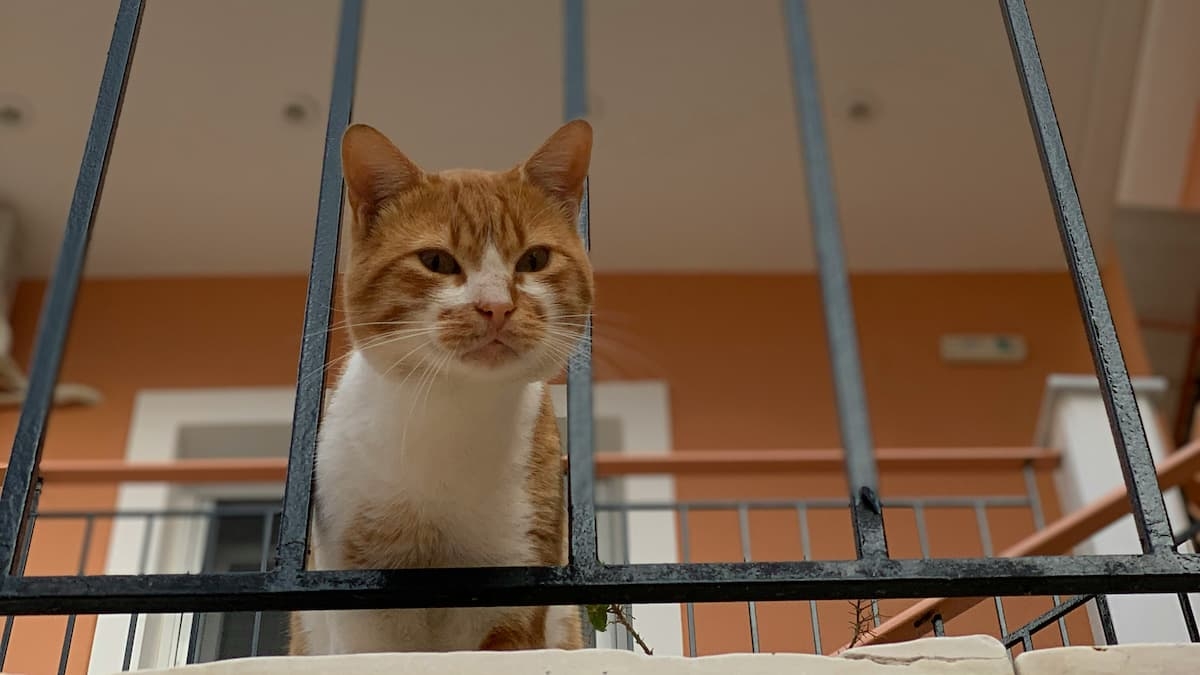 Hauskatze sitzt hinter einem Geländer auf dem Balkon eines Wohngebäudes – Symbolbild für Tierhaltung in Mietwohnungen und deren Auswirkungen auf die Mietkautionsversicherung.
