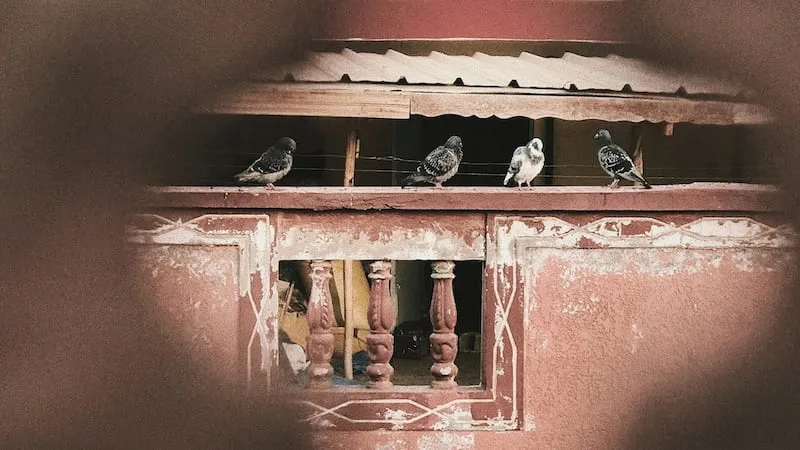 Vier Tauben sitzen auf einer verwitterten Balkonbrüstung – Symbolbild für mietrechtliche Konflikte über Taubenbefall und mögliche Auswirkungen auf die Mietkautionsversicherung.